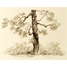 'Portrait of an Oak Tree (1)'